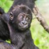 Baby Gorilla Cam