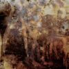 Joan Fontcuberta. Cultura di polvere | Museo Fortuny, Venezia