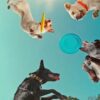 Nella mente di un cane