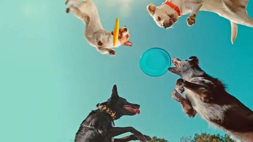 Nella mente di un cane