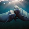 Oceani del mondo - Netflix