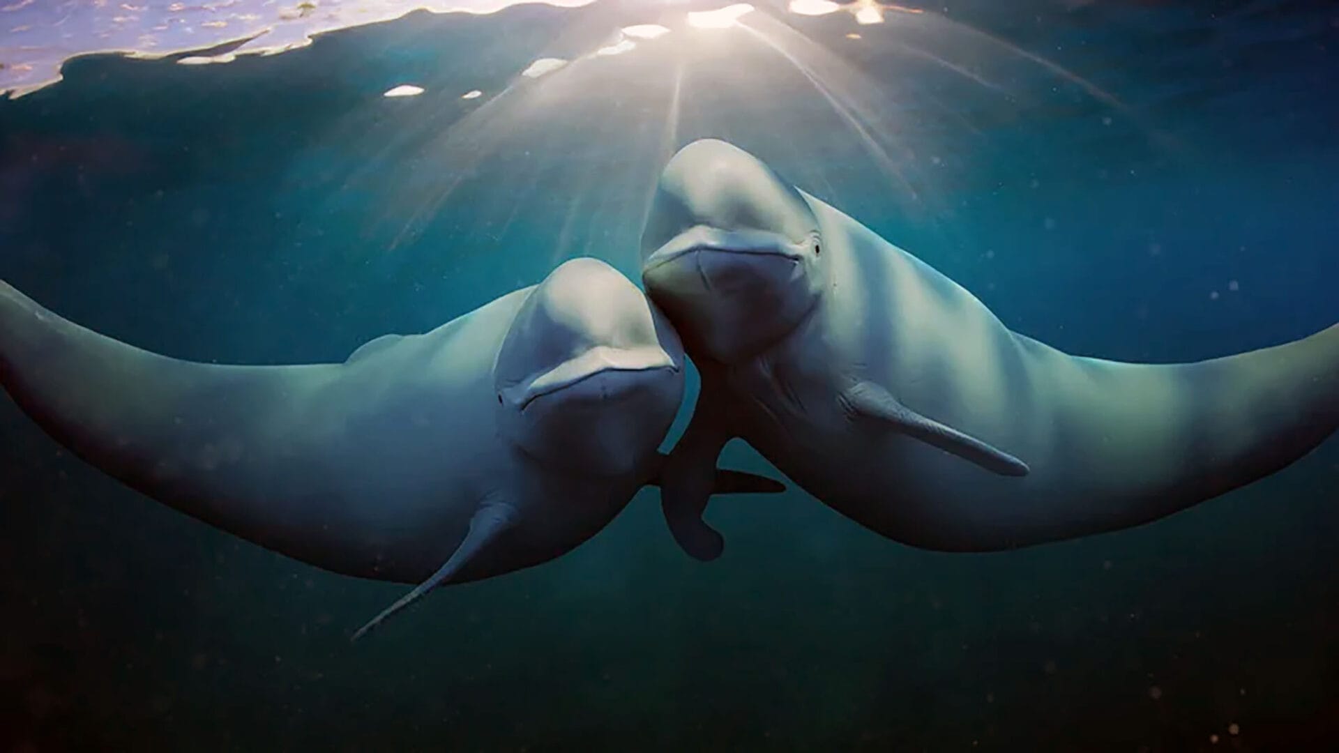Oceani del mondo - Netflix