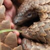 Pangolin - Netflix