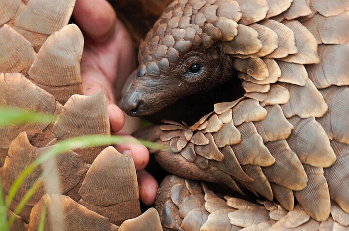 Pangolin - Netflix