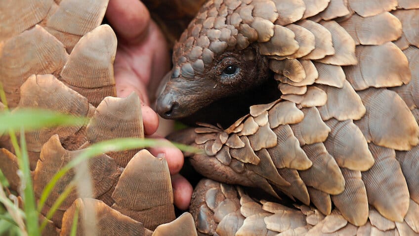 Pangolin - Netflix