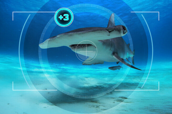 All the Sharks: in cerca di squali - Netflix