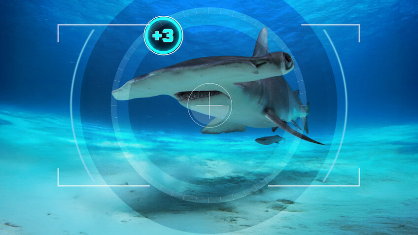 All the Sharks: in cerca di squali - Netflix